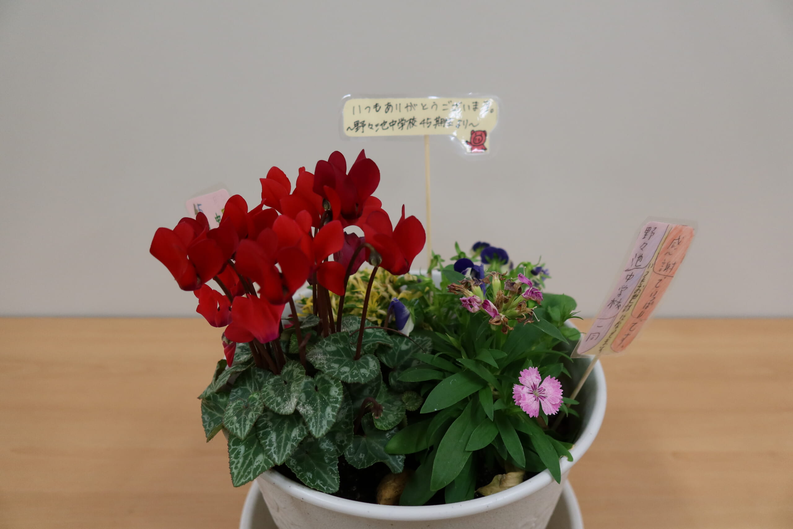 寄せ植えをいただきました – 鳥羽まちづくり協議会